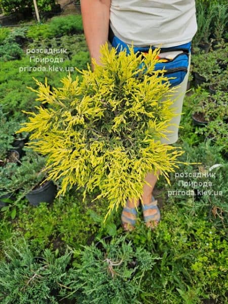 Ялівець горизонтальний Лаймглоу (Juniperus horizontalis Limeglow) ФОТО Розсадник рослин Природа (1)