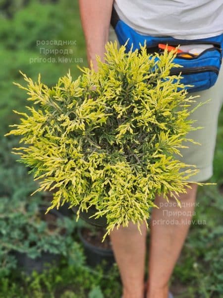 Ялівець горизонтальний Лаймглоу (Juniperus horizontalis Limeglow) ФОТО Розсадник рослин Природа (2)