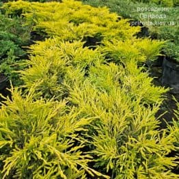 Ялівець горизонтальний Лаймглоу (Juniperus horizontalis Limeglow) ФОТО Розсадник рослин Природа (3)