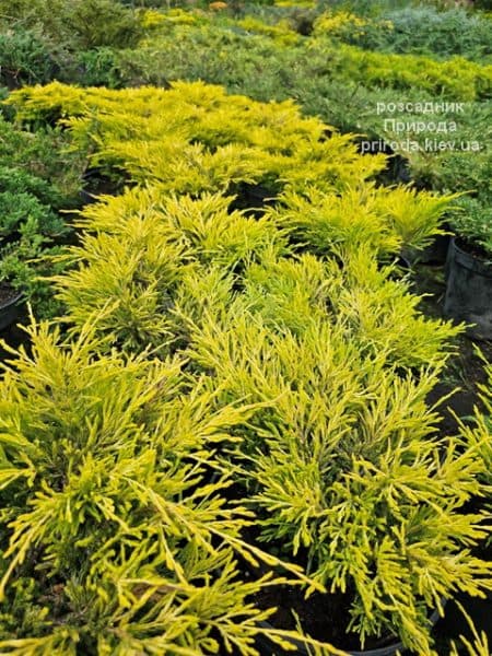 Ялівець горизонтальний Лаймглоу (Juniperus horizontalis Limeglow) ФОТО Розсадник рослин Природа (3)