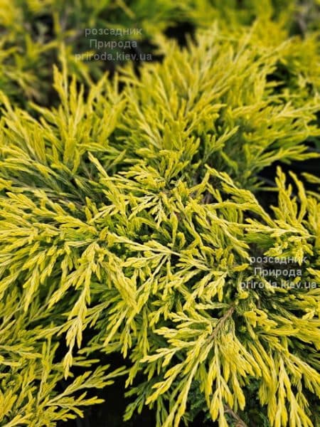 Ялівець горизонтальний Лаймглоу (Juniperus horizontalis Limeglow) ФОТО Розсадник рослин Природа (4)