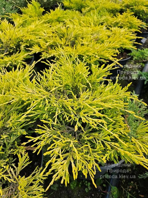 Ялівець горизонтальний Лаймглоу (Juniperus horizontalis Limeglow) ФОТО Розсадник рослин Природа (5)