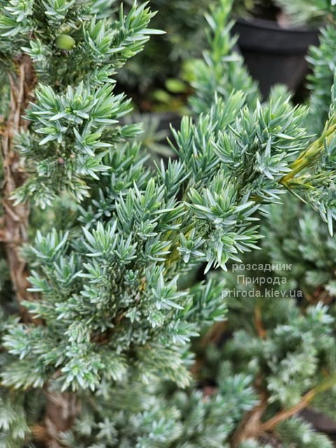Ялівець лускатий Мейєрі Компакта (Juniperus squamata Meyeri Compacta) ФОТО Розсадник рослин Природа (1)