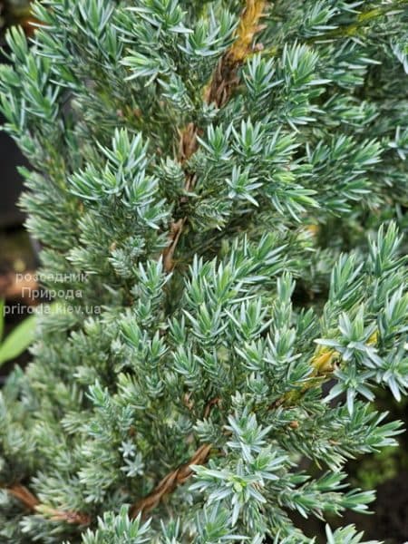 Ялівець лускатий Мейєрі Компакта (Juniperus squamata Meyeri Compacta) ФОТО Розсадник рослин Природа (2)