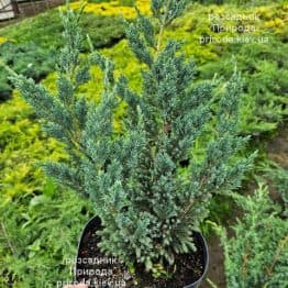 Ялівець лускатий Мейєрі Компакта (Juniperus squamata Meyeri Compacta) ФОТО Розсадник рослин Природа (3)