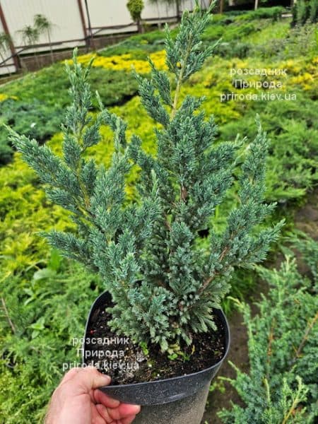 Ялівець лускатий Мейєрі Компакта (Juniperus squamata Meyeri Compacta) ФОТО Розсадник рослин Природа (3)