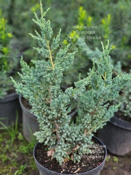 Ялівець лускатий Мейєрі Компакта (Juniperus squamata Meyeri Compacta) ФОТО Розсадник рослин Природа (4)