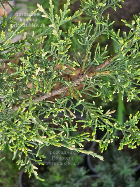 Ялівець горизонтальний Вілла Марі (Juniperus horizontalis Villa Marie) ФОТО Розсадник рослин Природа (1)