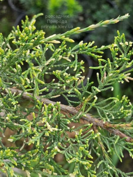 Ялівець горизонтальний Вілла Марі (Juniperus horizontalis Villa Marie) ФОТО Розсадник рослин Природа (3)