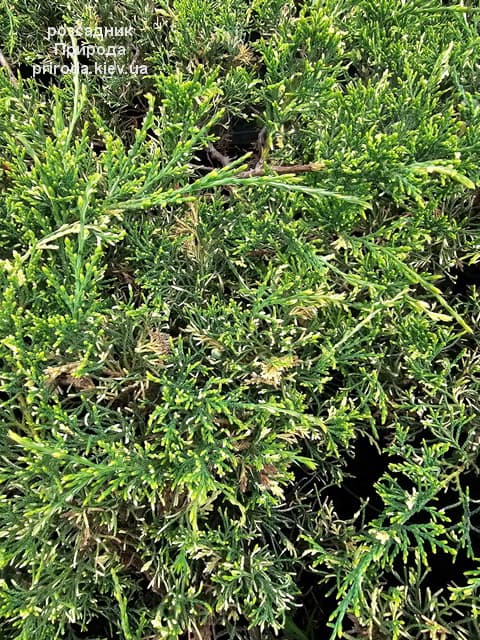 Ялівець горизонтальний Вілла Марі (Juniperus horizontalis Villa Marie) ФОТО Розсадник рослин Природа (4)