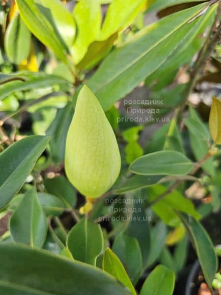 Магнолія великоквіткова Алта (Magnolia grandiflora Alta) ФОТО Розсадник рослин Природа (10)