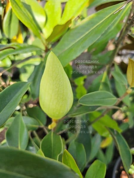 Магнолія вічнозелена великоквіткова Алта (Magnolia grandiflora Alta) ФОТО Розсадник рослин Природа (10)