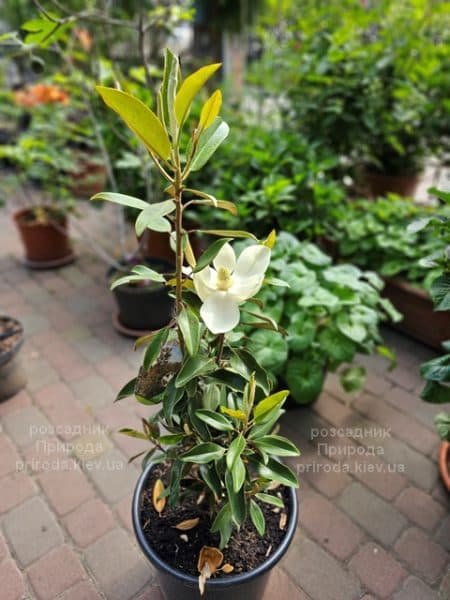 Магнолія великоквіткова Алта (Magnolia grandiflora Alta) ФОТО Розсадник рослин Природа (12)