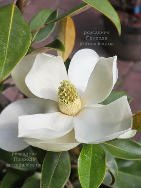 Магнолія вічнозелена великоквіткова Алта (Magnolia grandiflora Alta) ФОТО Розсадник рослин Природа (13)