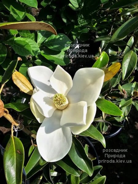 Магнолія вічнозелена великоквіткова Алта (Magnolia grandiflora Alta) ФОТО Розсадник рослин Природа (7)