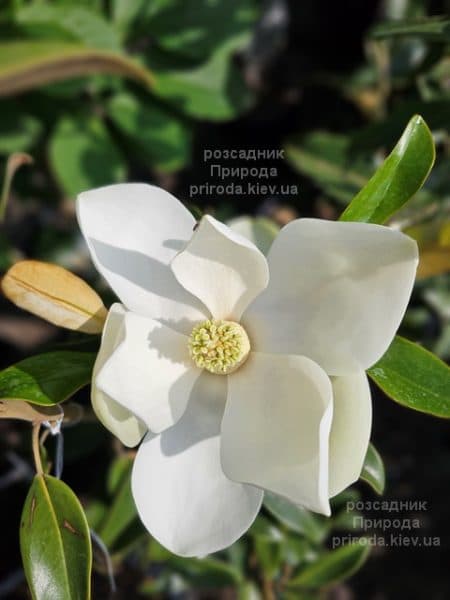 Магнолія великоквіткова Алта (Magnolia grandiflora Alta) ФОТО Розсадник рослин Природа (8)