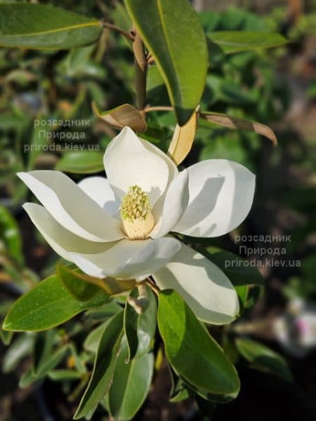 Магнолія вічнозелена великоквіткова Алта (Magnolia grandiflora Alta) ФОТО Розсадник рослин Природа (9)