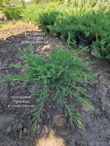 Ялівець козацький (Juniperus sabina) ФОТО Розсадник рослин Природа (10)
