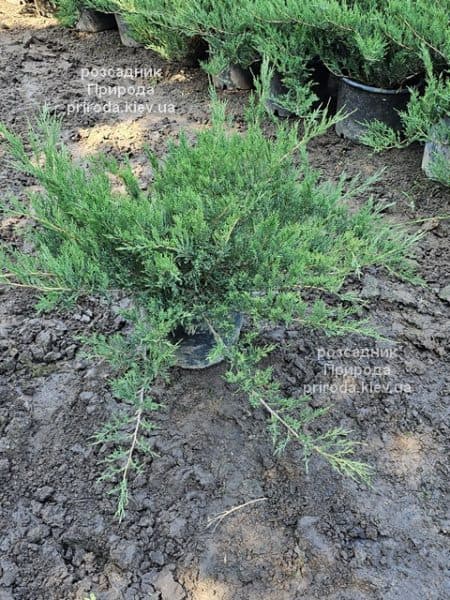 Ялівець козацький (Juniperus sabina) ФОТО Розсадник рослин Природа (7)