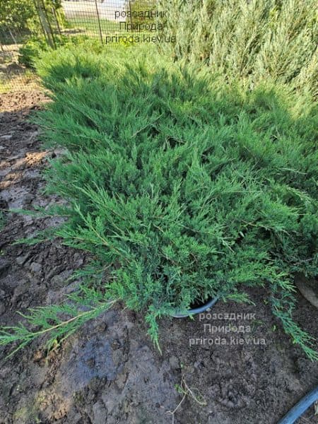 Ялівець козацький (Juniperus sabina) ФОТО Розсадник рослин Природа