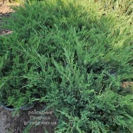 Ялівець козацький (Juniperus sabina) ФОТО Розсадник рослин Природа (9)