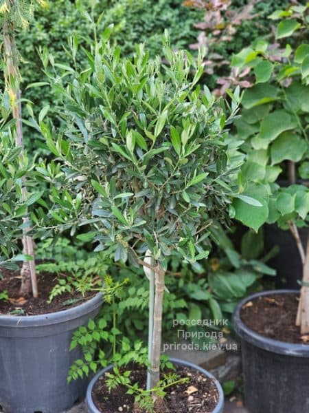 Олива (Маслина) Европейска (Olea europaea) ФОТО Розсадник рослин Природа (1)