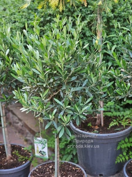 Олива (Маслина) Европейская (Olea europaea) ФОТО Розсадник рослин Природа (2)