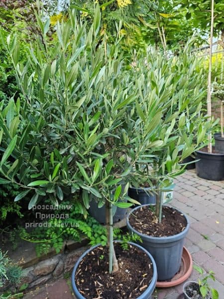 Олива (Маслина) Европейска (Olea europaea) ФОТО Розсадник рослин Природа (3)