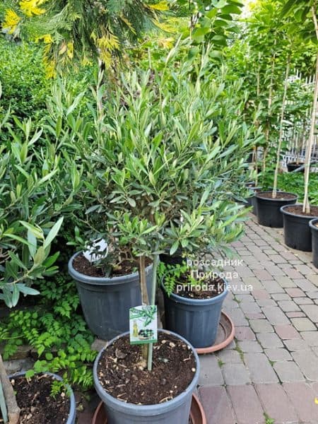 Олива (Маслина) Европейска (Olea europaea) ФОТО Розсадник рослин Природа (4)