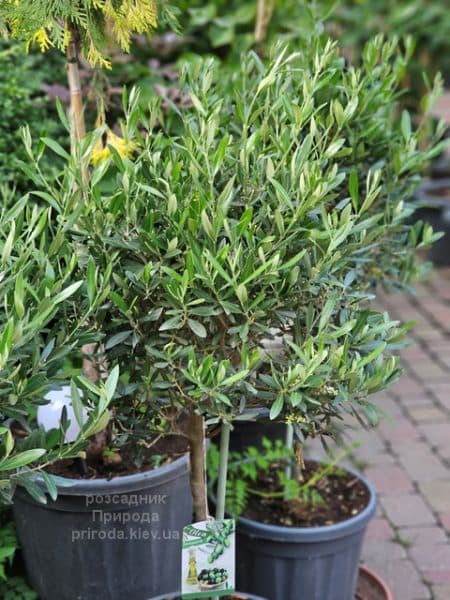 Олива (Маслина) Европейска (Olea europaea) ФОТО Розсадник рослин Природа (5)