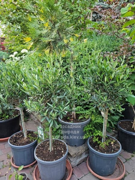 Олива (Маслина) Европейска (Olea europaea) ФОТО Розсадник рослин Природа (6)