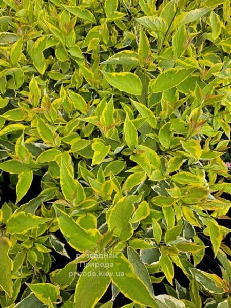 Дерен білий Гоучаулті (Cornus alba Gouchaultii) ФОТО Розсадник рослин Природа
