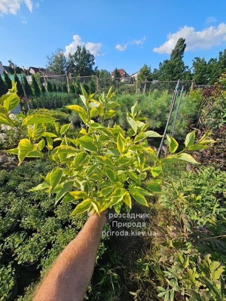 Дерен білий Гоучаулті (Cornus alba Gouchaultii) ФОТО