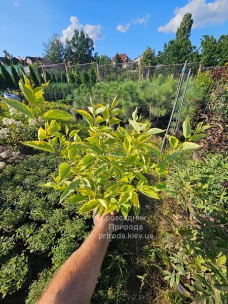 Дерен білий Гоучаулті (Cornus alba Gouchaultii) ФОТО