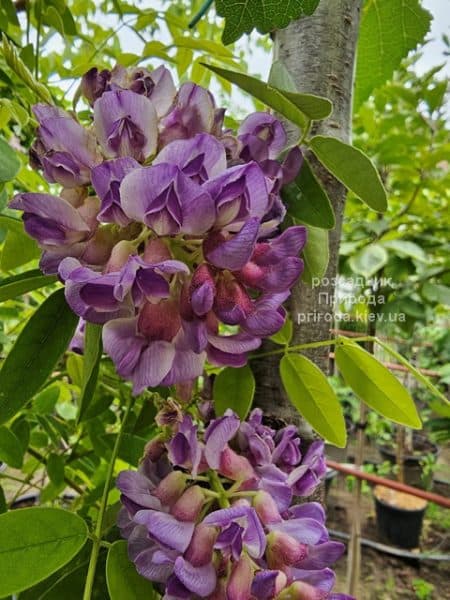 Гліцинія чагарникова Лонгвуд Перпл (Wisteria Frutescens Longwood Purple) ФОТО