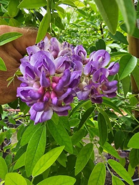 Гліцинія чагарникова Лонгвуд Перпл (Wisteria Frutescens Longwood Purple) ФОТО