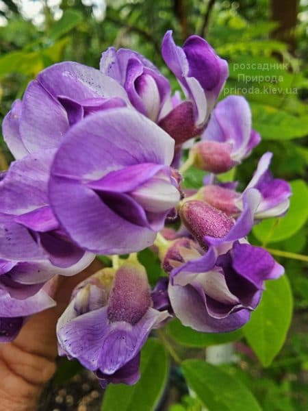 Гліцинія чагарникова Лонгвуд Перпл (Wisteria Frutescens Longwood Purple) ФОТО