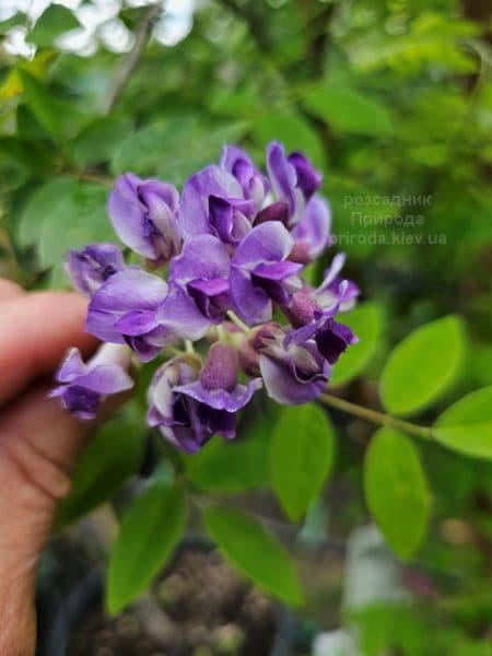 Гліцинія чагарникова Лонгвуд Перпл (Wisteria Frutescens Longwood Purple) ФОТО