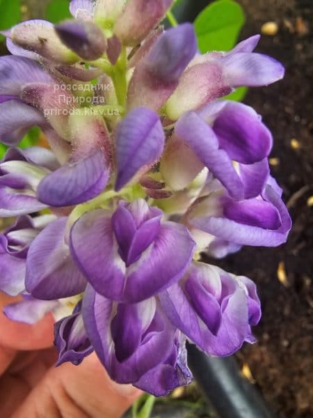 Гліцинія чагарникова Лонгвуд Перпл (Wisteria Frutescens Longwood Purple) ФОТО