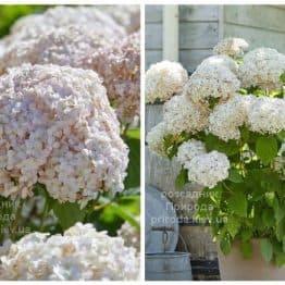 Гортензія деревоподібна Кандибель Маршмеллоу (Hydrangea arborescens Candybelle Marshmallow) ФОТО