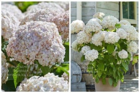 Гортензія деревоподібна Кандибель Маршмеллоу (Hydrangea arborescens Candybelle Marshmallow) ФОТО