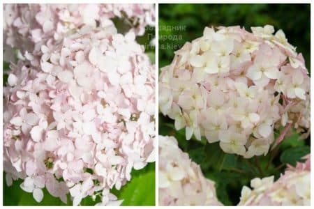 Гортензія деревоподібна Кандибель Маршмеллоу (Hydrangea arborescens Candybelle Marshmallow) ФОТО