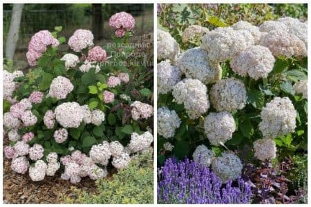 Гортензія деревоподібна Кандибель Маршмеллоу (Hydrangea arborescens Candybelle Marshmallow) ФОТО