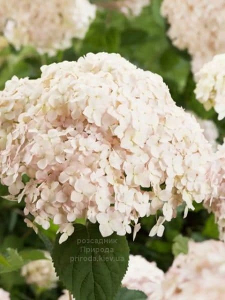 Гортензія деревоподібна Кандибель Маршмеллоу (Hydrangea arborescens Candybelle Marshmallow) ФОТО