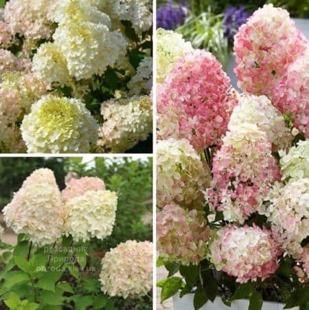 Гортензія волотиста Діамантіно (Hydrangea paniculata Diamantino) ФОТО