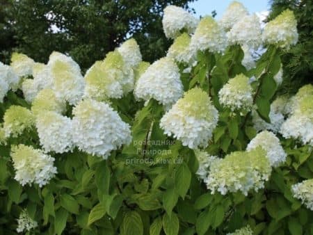 Гортензія волотиста Діамантіно (Hydrangea paniculata Diamantino) ФОТО