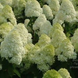 Гортензія волотиста Діамантіно (Hydrangea paniculata Diamantino) ФОТО