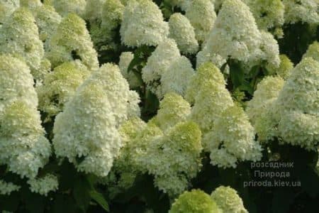 Гортензія волотиста Діамантіно (Hydrangea paniculata Diamantino) ФОТО