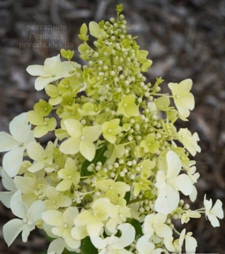 Гортензиія волотиста Дентель де Горрон (Hydrangea paniculata Dentelle dе Gorron) ФОТО