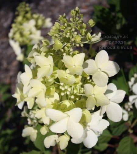 Гортензиія волотиста Дентель де Горрон (Hydrangea paniculata Dentelle dе Gorron) ФОТО